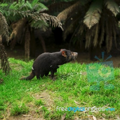 Tasmanian Devil Found During The Day In Tasmania Stock Photo