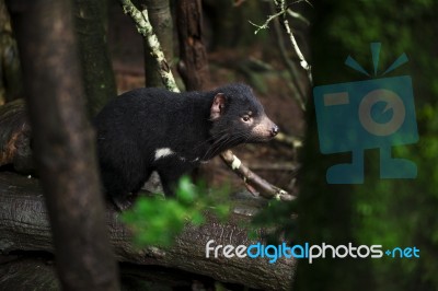 Tasmanian Devil Found During The Day In Tasmania Stock Photo