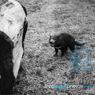 Tasmanian Devil Found During The Day In Tasmania Stock Photo