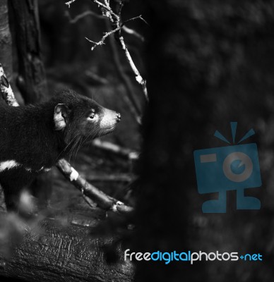 Tasmanian Devil Found During The Day In Tasmania Stock Photo