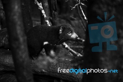 Tasmanian Devil Found During The Day In Tasmania Stock Photo