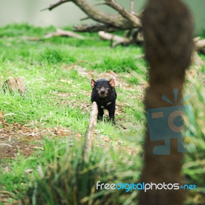 Tasmanian Devil In Hobart, Tasmania Stock Photo