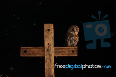 Tawny Owl And Wooden Cross Stock Photo