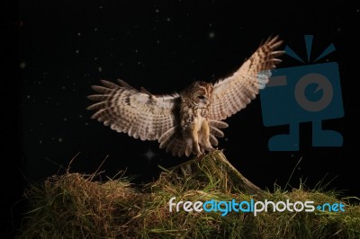 Tawny Owl In Flight Stock Photo