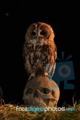 Tawny Owl Perched On Skull Stock Photo