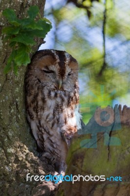 Tawny Owl (strix Aluco) Stock Photo