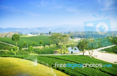 Tea Field At Chiangrai Thailand Stock Photo