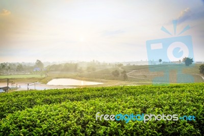 Tea Field At Chiangrai Thailand Stock Photo