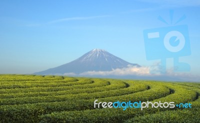 Tea Field With Mt.fuji Mountain Background Stock Photo