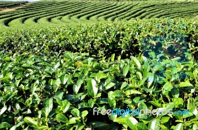 Tea Garden Stock Photo