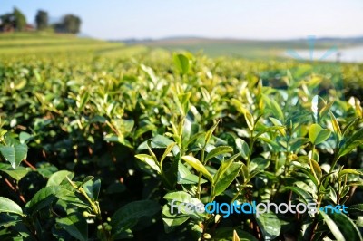 Tea Garden Stock Photo