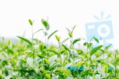 Tea Growing With A White Background Stock Photo