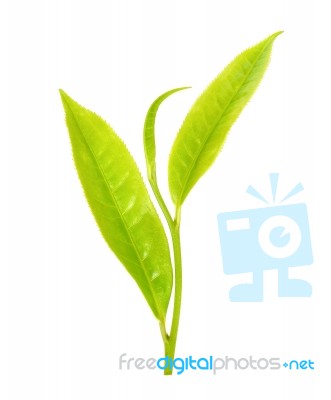 Tea Leaf Isolated On The White Background Stock Photo