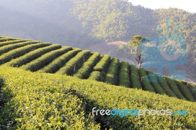 Tea Plantation  Stock Photo
