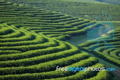 Tea Plantation Stock Photo