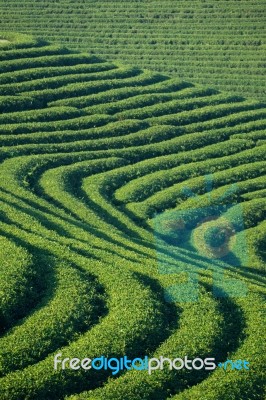 Tea Plantation Stock Photo
