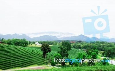 Tea Plantation Of Nature Stock Photo
