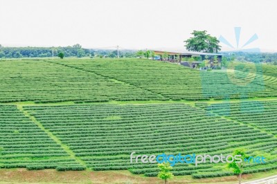 Tea Plantations And Retreat Stock Photo