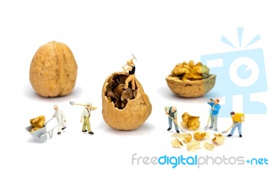 Team Of Miniature Human Figurines Transporting Walnuts Stock Photo