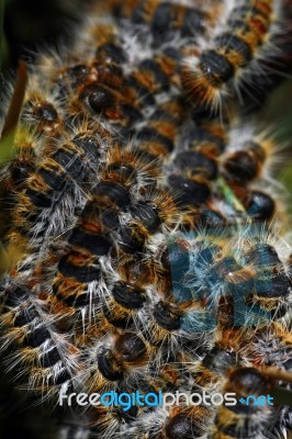 Tent-caterpillars Stock Photo
