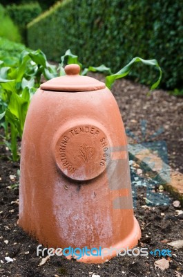 Terracotta Rhubarb Forcer Stock Photo