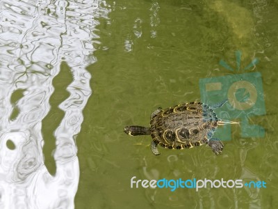 Terrapin In The Moat Around The Bandstand In Tavira Portugal Stock Photo