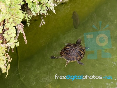 Terrapin In The Moat Around The Bandstand In Tavira Portugal Stock Photo