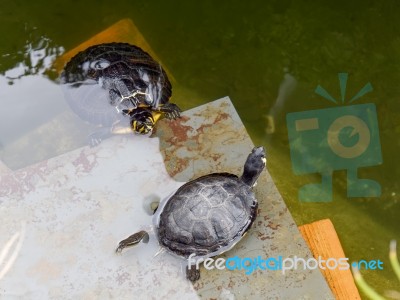 Terrapins In The Moat Around The Bandstand In Tavira Portugal Stock Photo