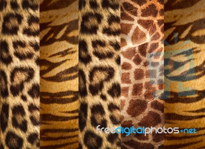 Texture Of Animal Skins ,leopard,tiger And Giraffe Stock Photo