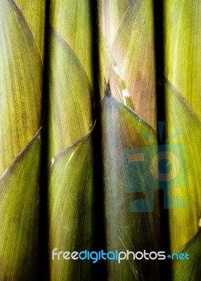 Texture Of Freshness Bamboo Shoot Stock Photo