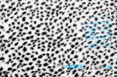 Texture Of Leopard Fur Stock Photo