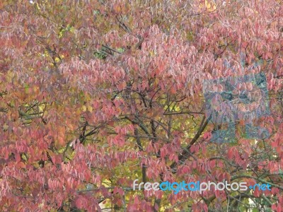 Texture Of The Autumn Foliage Of Trees  Stock Photo