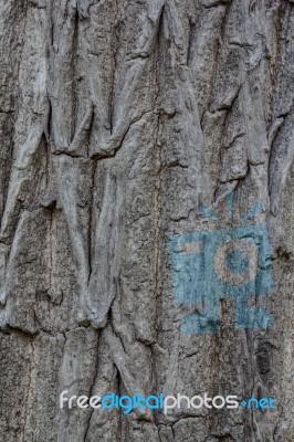 Texture Of Wood Stock Photo