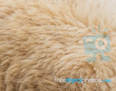 Textured Of Wool Sheep Closeup Stock Photo
