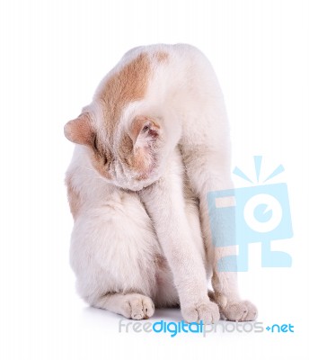 Thai Cat Isolated On The White Background Stock Photo