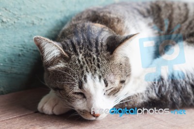 Thai Cat Sleeping In Garden Home Stock Photo