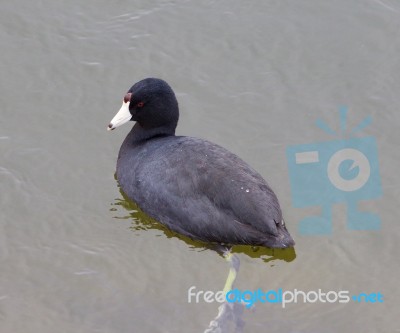 The American Coot Close-up Stock Photo