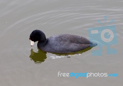 The American Coot Is Looking For Something Stock Photo