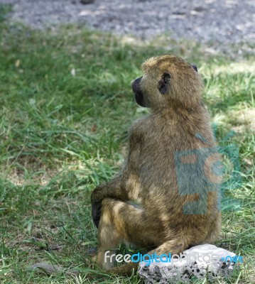 The Baboon Is Looking Afield While Sitting On The Rock Stock Photo