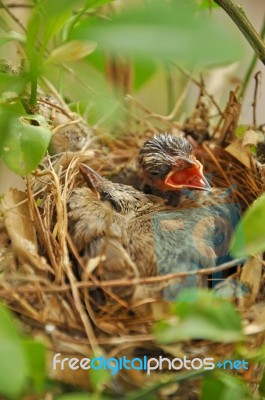 The Baby Birds Stock Photo
