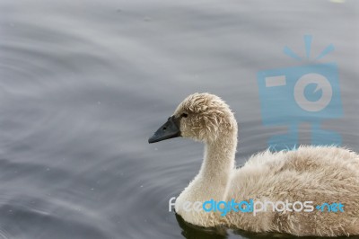 The Beautiful Background With The Young Swan Stock Photo