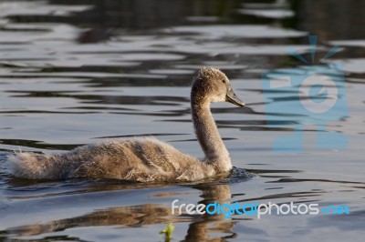 The Beautiful Close-up Of The Swimming Young Swan Stock Photo