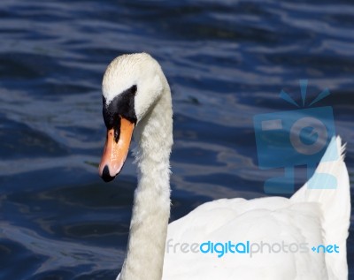 The Beautiful Female Mute Swan Is Swimming Somewhere Stock Photo