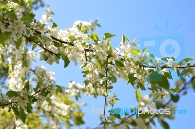 The Blooming Of Apple Trees Stock Photo