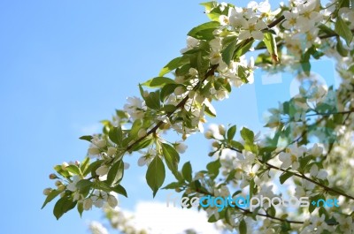 The Blooming Of Apple Trees Stock Photo