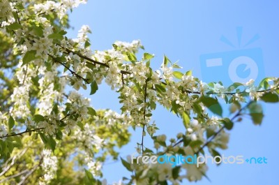 The Blooming Of Apple Trees Stock Photo