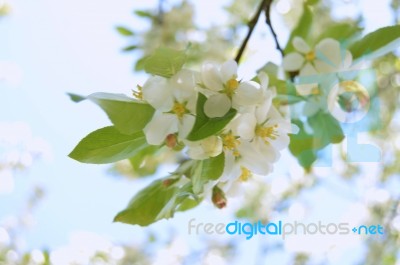 The Blooming Of Apple Trees Stock Photo