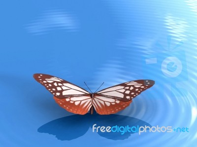 The Butterfly Stock Image