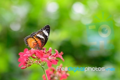 The Butterfly And Red Flower Stock Photo