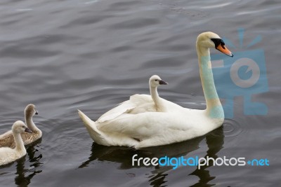 The Chick Is Riding On The Back Of Her Mother-swan Stock Photo